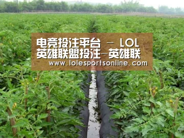 种植基地三